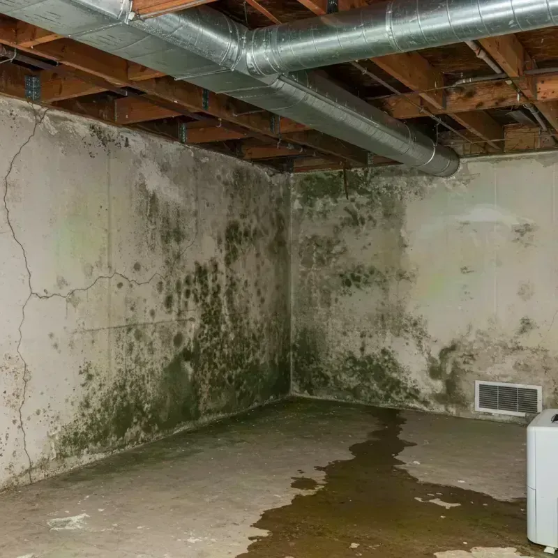 Professional Mold Removal in Greenwich, NY